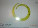 Oriflame